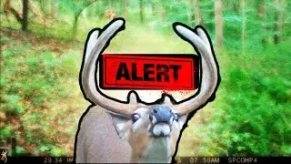 Do Trail Cameras Spook Deer Hunting Experiment