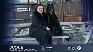 Perros en acci&oacute;n CALENDARIO 2025 &iexcl;Juntos, siempre! OCTUBRE