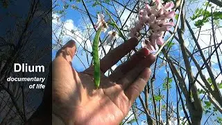 Быстроцветковый (Gliricidia sepium)