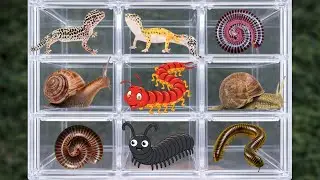 catch millipedes and put them in the box one by one #millipede #animals #insects #catching #snails 