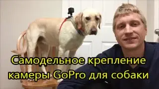 Как сделать недорогое и надёжное крепление камеры GoPro для собаки