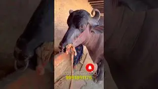 Virat Bull Gumad #contact for semen 9991891175 #bull #murrahbuffalodairyfarm #murrah #cow#farm