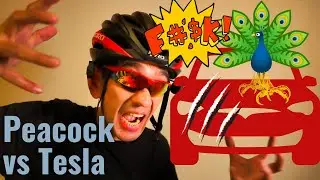 Tesla Model 3 Peacock Attack, Active Travel, Orbea e-Bike & XPEL PPF (Phew!)