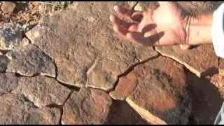 np3vid6Aspidella.mov