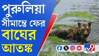 Tiger Terror, Purulia: ভিনরাজ্য থেকে বারবার বাংলায় ঢুকছে বাঘ