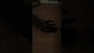 cat trilling