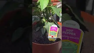 &ldquo;My Jalape&ntilde;o Gigante is thriving&mdash;new pot, fresh energy!&rdquo;#JalapenoGigante #PepperPlant #RepotWithMe