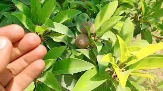 Chico Trees | Chico Farms | Sapodilla Plant | Farm Tour Summer Special | By Home Made Food