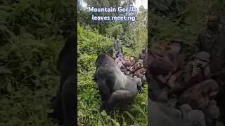 Mountain Gorilla warns tourists! #wildlife #mountaingorillas