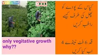 Fact for low yield in cotton How to control plant height More flower@Crop reformer@zoom information