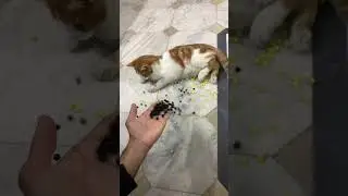 Satisfying 😻 ASMR &mdash; Reverse Cat Beads Magic #shorts #cat #asmr #satisfying #beads