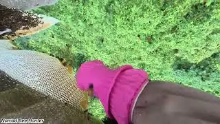 Wild Honey Harvest Season in Asia &ndash; A Joyful Time for Traditional Honey Hunters  Qr5ObROff0 part2