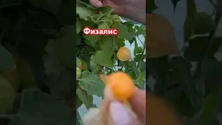 Дача. Время Помидор. Кусты физалис.☺️