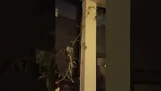 Tomato plant suspended on its own against the wall