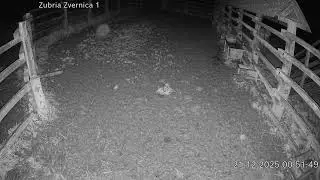Zubria zvernica (cam212) 21.12.2025 o 00:54
