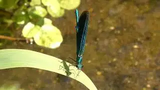 Beautiful demoiselle eating a fly