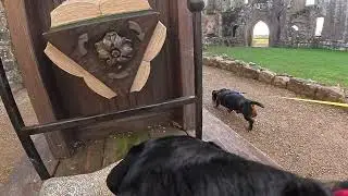 A Dog's Eye View. What Would Birt Do in the 1400s