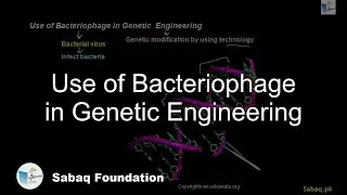 Use of Bacteriophage in Genetic Engineering, Biology Lecture | Sabaq.pk