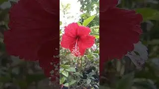 Pesona bunga kembang Sepatu atau  bunga Raya #flowers #plants #outdoorplants