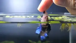 Free Background Music | Koi Betta Fish Jumping and Biting Fingers  Funny Betta Fish Behavior Video