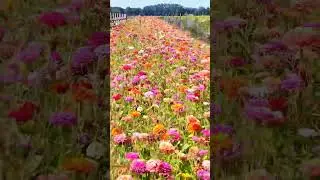 Relaxing flight over Stunning flowers #flowers #nature #garden #beautiful #relaxingmusic