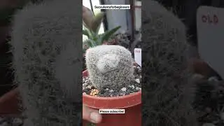 Old Lady Cactus