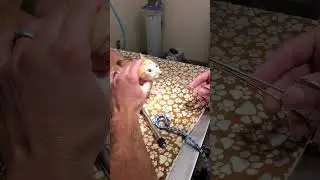 Huge parasite pulled from cats nose at the vets
