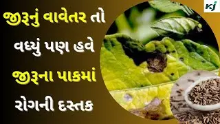 Cumin Disease જીરુંના પાક માં રોગની ઓળખાણ આ રીતે કરો Amreliમાં જીરુંના પાક માં સુકારો અને કાળીયો રોગ