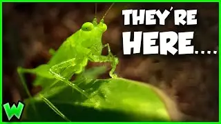 Meet the Strange Green Insects Invading Your Backyard