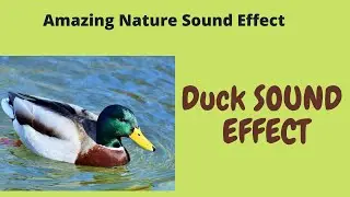 Duck Sound Effect | Amazing Nature Sounds Effects