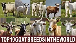 Rare Goat Breeds In The World l Top 10 Goat Breeds In The World l 360 Farmer
