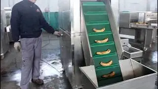 Automatic Banana Peeling Machine 340 pcs/min With Conveyor /Ripe Banana Peeler machine