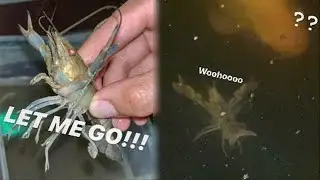 Trapping CRAYFISH with SNAKEHEADS for my TURTLE pond !!!