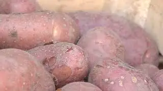 GUČA 08.08.2025. Održan prvi sastanak o krompiru u Guči