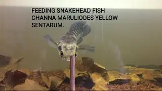 #1 Feeding My Snakehead Fish (Channa Maruliodes) Yellow Sentarum West Borneo Indonesia