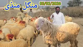 3 February 2026  قربانی 2026 کے لیے ٹوٹل 55 مندرے کا لاٹ ہول سیل ریٹ پر خریدیں منگل بازار بڑی افر 