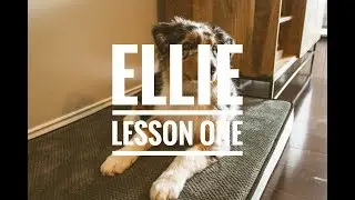 Blue Merle Australian Shepherd Puppy Ellie