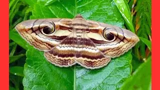 Owlet Moth Insect