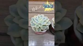 260116.먼로금 #다육이