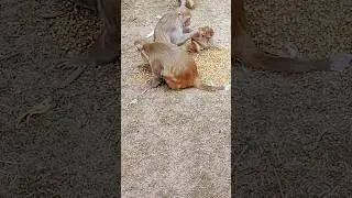 Crafty Monkey's Defense Tactics: A Hilarious and Smart Primate Showdown! | #shorts