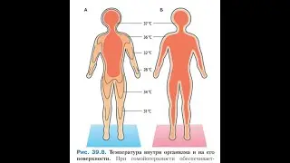 Терморегуляция