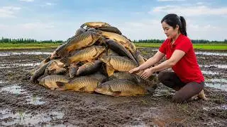 Harvesting 1000kg Giant Fish | Mutant Fish in Abandoned Pond | Trapping & Market
