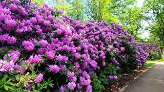Rhododendron Park Bremen - zweitgrößte Sammlung an Rhododendron-Arten und -Sorten der Welt