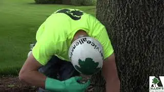 Allen's Tree Service, Inc.- St Charles County Missouri - Emerald Ash Borer Treatment - 636-332-5535