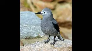 Clark&rsquo;s Nutcracker