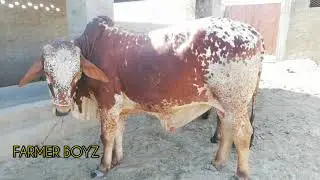 Heavy bachra farm l shoken log video dekhen l FarmerBoyz l