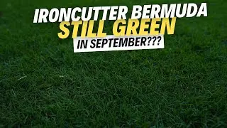 9 недель после посадки всходов IronCutter Bermudagrass в середине сентября | Отец и сын скашивают
