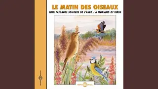 Huitrier pie (Oystercatcher)