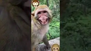 बंदरो की masti comedy video#bandro comedy hsi video vairl#short#ytshort