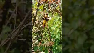 Broad-bodied Chaser